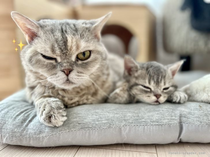 セルカークレックスの母子｜紺野　さとみ(こんの　さとみ)ブリーダー(福島県・セルカークレックス・TICA/ＴＩＣＡ傘下国内キャットクラブ登録)の紹介写真9