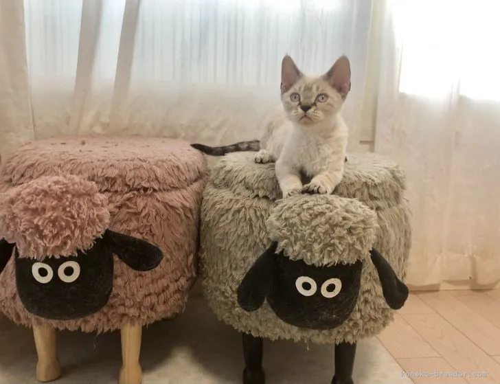 ID:2105-00363の子猫