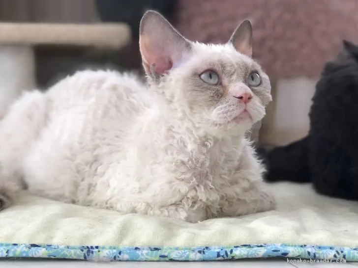 ID:2005-01937の子猫