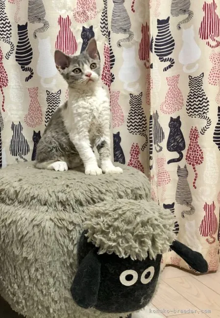 ID：2105-00018の子猫