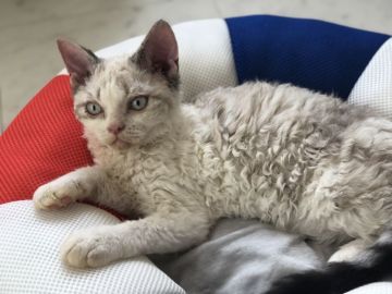 セルカークレックス【福島県・男の子・2020年3月3日・シールリンクスポイントバイカラー (ショート巻毛)（クリクリ巻毛　毛量じゅうぶん。）】の写真「シールリンクスポイントバイカラー　元気なオトコノコ」