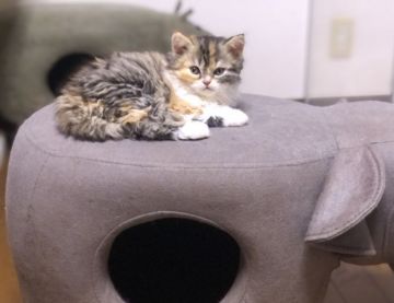 セルカークレックス【福島県・女の子・2020年12月16日・キャリコ  (三毛 巻毛長毛)】の写真「キャリコ・黒三毛の元気な可愛い女の子です。」