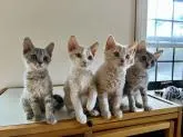 セルカークレックス【福島県・男の子・2022年6月25日・クリームタビー】の写真5「兄弟姉妹と仲良く過ごしています♪」