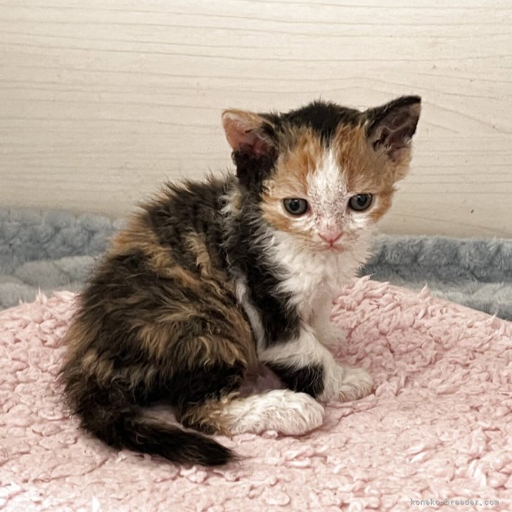 ブリーダー画像