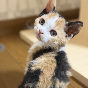 セルカークレックス【福島県・女の子・2025年9月12日・ブラックトービィ/ホワイト(カール)（クルクルカール）】の写真「クルクルカールの三毛猫ちゃんです」
