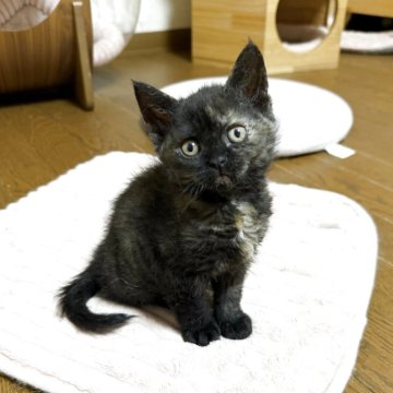 セルカークレックス【福島県・女の子・2025年9月12日・ブラックトーティ(カール)（クルクルカール）】の写真「クルクルカールのサビ猫ちゃんです。」