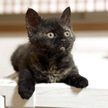 セルカークレックス【福島県・女の子・2025年9月12日・ブラックトーティ(カール)（クルクルカール）】の写真「クルクルカールのサビ猫ちゃんです。」