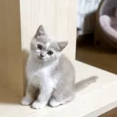 セルカークレックス