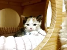 セルカークレックス【福島県・女の子・2025年9月12日・ブラックトービィ/ホワイト(カール)】の写真2「boxの中のこの位置が落ち着くようです。」