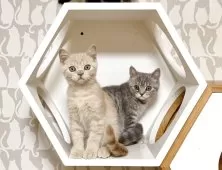 セルカークレックス【福島県・女の子・2025年9月12日・ブルータビー】の写真3「兄弟と」