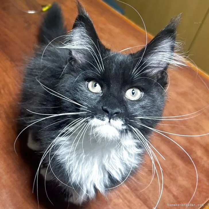 メインクーン【岩手県・女の子・2025年7月12日・ブラック&ホワイト】の写真1「顔つきはキリリ☆性格はマイペース★」