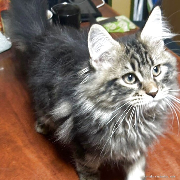 ブリーダー画像