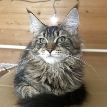 メインクーン【岩手県・女の子・2025年7月12日・ブラウンタビー】の写真「賢くて、とっても優しい子です！」