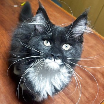 メインクーン【岩手県・女の子・2025年7月12日・ブラック&ホワイト(サラサラ)】の写真「兄弟の中で一番大きくて、何にでも興味津々です。」