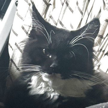 メインクーン【岩手県・女の子・2025年7月12日・ブラック&ホワイト（サラサラ）】の写真「兄弟の中で一番大きくて、何にでも興味津々です。」