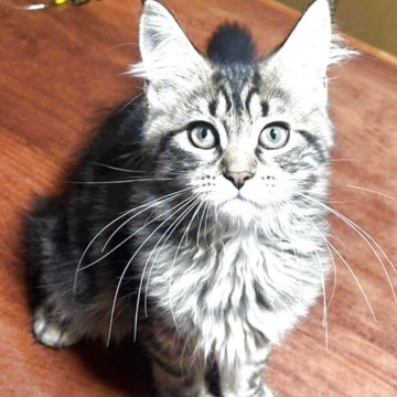 メインクーン【岩手県・女の子・2025年7月12日・ブラウンタビー】の写真「賢くて、とっても優しい子です!」