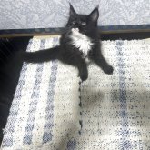 メインクーン