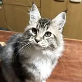 メインクーン【岩手県・男の子・2025年7月12日・ブラウンタビー&ホワイト】の写真1「体重3キロ、母猫そっくりです。胸からお腹にかけてと足先は白いです。」