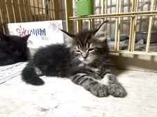 メインクーン【岩手県・女の子・2025年7月12日・ブラウンタビー】の写真5「ネムイネムイ・・・」