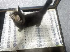 メインクーン【岩手県・男の子・2025年7月12日・ブラウンタビー】の写真4「ブラックが強めのブラウンタビーです。」