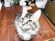 メインクーン【岩手県・男の子・2025年7月12日・ブラウンタビー&ホワイト】の写真3