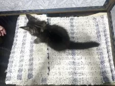 メインクーン【岩手県・女の子・2025年7月12日・ブラウンタビー】の写真6