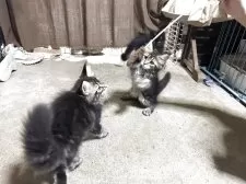 メインクーン【岩手県・女の子・2025年7月12日・ブラウンタビー】の写真7「向かって右が私です。元気いっぱいです。」