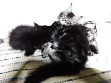 メインクーン【岩手県・女の子・2025年7月12日・ブラウンタビー】の写真8「揉みくちゃで寝てます~上に乗られても、寝てます。」