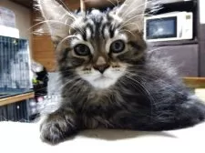 メインクーン【岩手県・女の子・2025年7月12日・ブラウンタビー】の写真9「起きました。まだ、眠いです!」