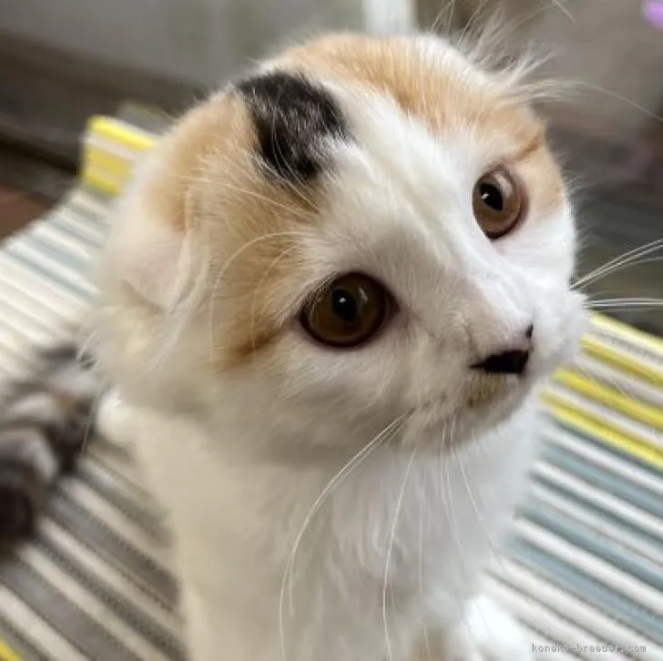 ID:2207-01051の子猫