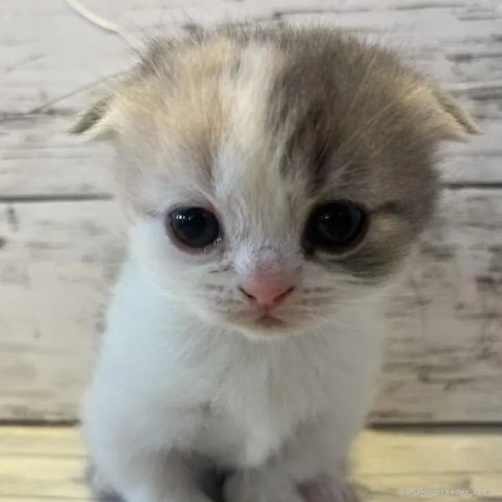 ID:2301-00143の子猫