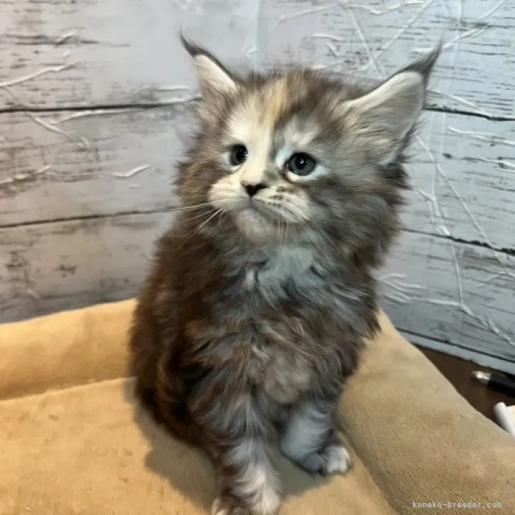 ID:2312-00511の子猫