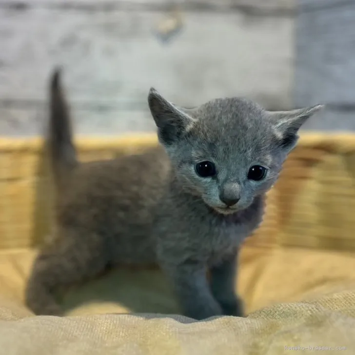 ID：2308-00204の子猫