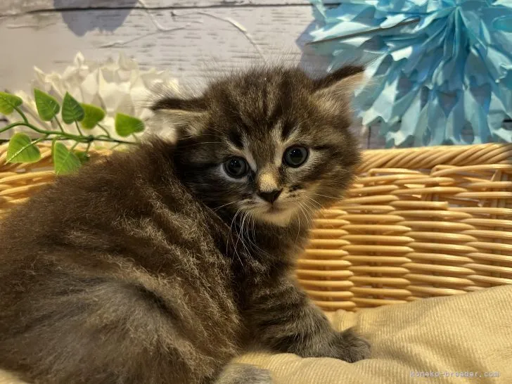 ID：2206-01105の子猫