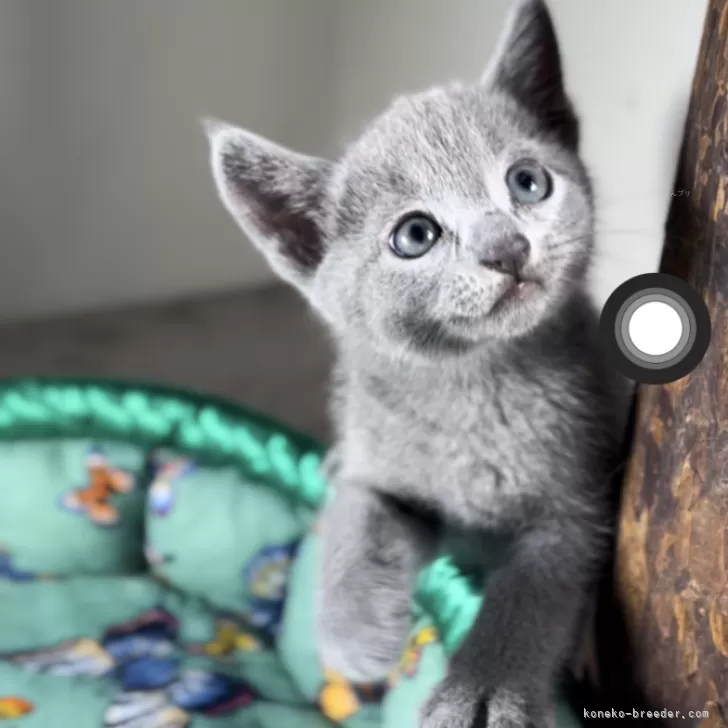 ID：2407-02578の子猫