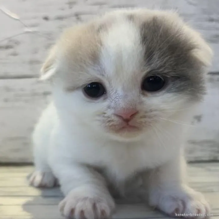 ID：2301-00146の子猫