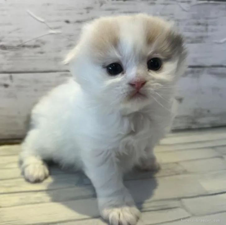 ID：2301-00147の子猫