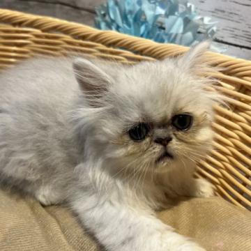 ペルシャ(チンチラ)【静岡県・男の子・2022年7月16日・シルバー】の写真「大人しい良い子です💙」