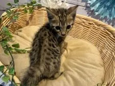ベンガル【静岡県・女の子・2022年4月26日・ブラウンスポテッドタビー】の写真2「見返り美人😂🤍?」
