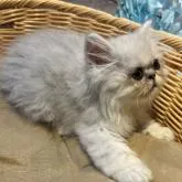 ペルシャ(チンチラ)【静岡県・男の子・2022年7月16日・シルバー】の写真4「横顔イケメン💙？？」