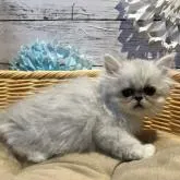 ペルシャ(チンチラ)【静岡県・男の子・2022年7月16日・シルバー】の写真5「可愛いです😍」