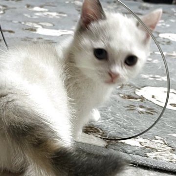 マンチカン(短足)【茨城県・女の子・2025年8月1日・ブルーリンクスシェーデッドホワイト（短毛）】の写真「珍しい毛色」