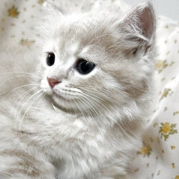 マンチカン(長足)【茨城県・男の子・2025年8月1日・レッドタビー（長毛）】の写真「もこもこのかわいい男の子😍9/30迄」