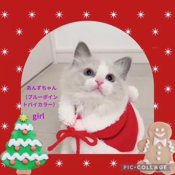 ID:2412-00260の子猫