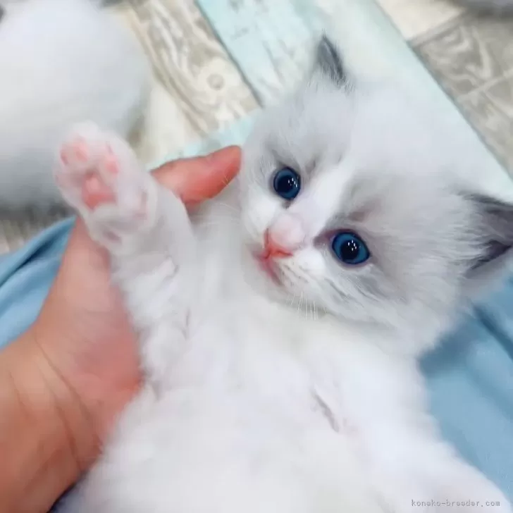 ID：2410-00452の子猫