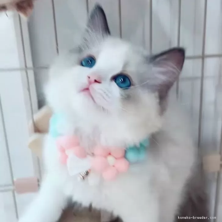 ID：2410-00129の子猫