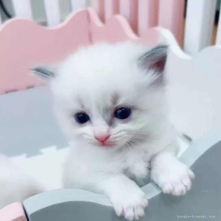 ID：2410-00465の子猫