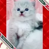 ラグドール【京都府・女の子・2024年11月6日・シールリンクスポイントミテッド】の写真1