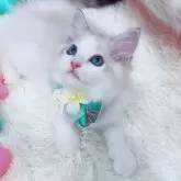 ラグドール【京都府・男の子・2025年5月2日・シールリンクスポイントバイカラー】の写真2