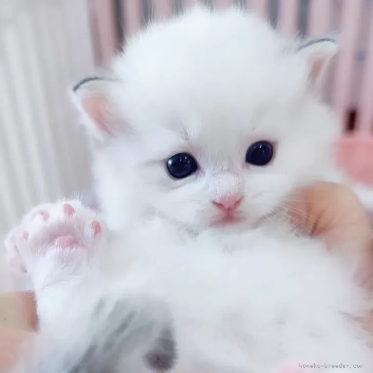 ID：2601-00884の子猫